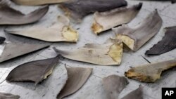 FILE - Confiscated shark fins are shown during a news conference, on Feb. 6, 2020, in Doral, Fla.