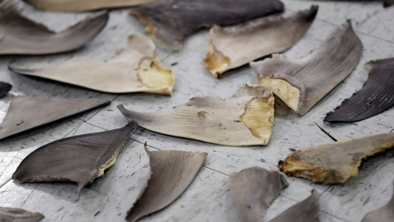 Ban on Shark Fin Trade Poised to Become US Law