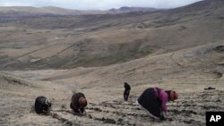 Residents harvest potatoes at a field near the Cconchaccota community, in the Apurimac region of Peru, Nov. 26, 2022.