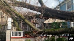 8일 미국 캘리포니아주 새크라멘토에서 강한 바람에 쓰러진 가로수가 주택을 덮쳤다.