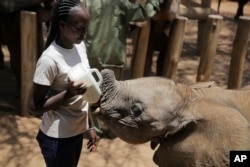 Rangers feed orphan elephants at Reteti Elephant Sanctuary in Namunyak Wildlife Conservancy, Kenya, on Oct. 14, 2022. (AP Photo/Brian Inganga)