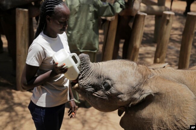 Rangers feed orphan elephants at Reteti Elephant Sanctuary in Namunyak Wildlife Conservancy, Kenya, on Oct. 14, 2022. (AP Photo/Brian Inganga)