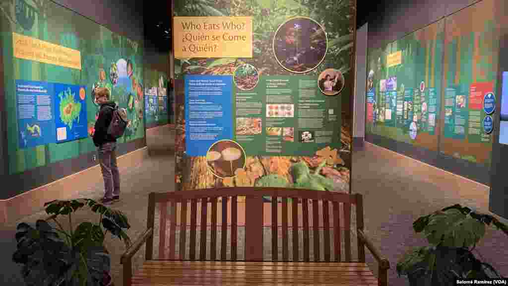 Visitantes locales e internacionales podrán presenciar la exhibición en el Museo Nacional de Historia Natural en Washington,&nbsp;que explora el bosque tropical como uno de los ecosistemas más diversos del mundo.