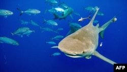 屬於真鯊科的一隻檸檬鯊在佛羅里達附件海域朝著一組潛水員和誘餌箱遊來，身後跟著一群伺機等待撿零食的魚。(2022年2月11日)