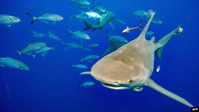 FILE - A lemon shark, which is a type of requiem shark, swims toward a group of divers and a bait box, followed by fish looking to get a bite of the shark's food, during a shark dive off Jupiter, Fla., Feb. 11, 2022.