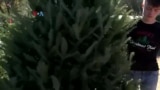Dampak Berlanjut Gangguan Rantai Pasok, Harga Pohon Natal di AS Naik Signifikan