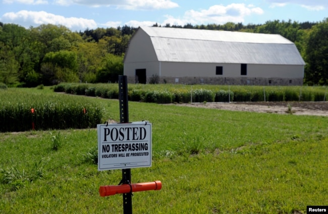 An old barn is surrounded by hybrid wheat test plots outside the bio-technology company Syngenta's research farm near Junction City, Kansas, U.S. May 4, 2017. (REUTERS/Dave Kaup)