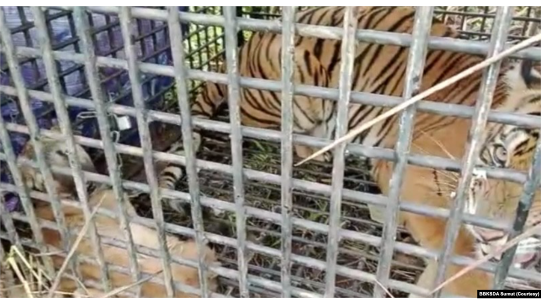 Seekor anjing yang dijadikan umpan dalam proses evakuasi harimau Sumatra di Desa Bukit Mas, Kecamatan Besitang, Kabupaten Langkat, Sumut. (Courtesy: BBKSDA Sumut)