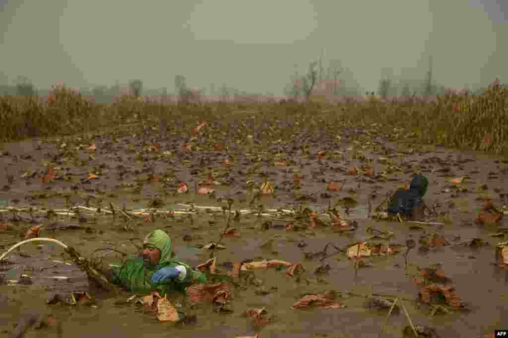 Kashmiri farmers dip in very cold waters to remove lotus stems, locally known as Nadur, at Anchar Lake in Srinagar.