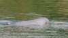 FILE - A Mekong River dolphin appears on the Mekong River at Kampi village, Kratie province, northeast of Phnom Penh, Cambodia, on March 17, 2009.