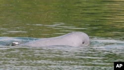 FILE - A Mekong River dolphin appears on the Mekong River at Kampi village, Kratie province, northeast of Phnom Penh, Cambodia, on March 17, 2009.