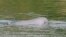FILE - A Mekong River dolphin appears on the Mekong River at Kampi village, Kratie province, northeast of Phnom Penh, Cambodia, on March 17, 2009.