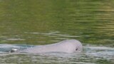 FILE - A Mekong River dolphin appears on the Mekong River at Kampi village, Kratie province, northeast of Phnom Penh, Cambodia, on March 17, 2009.