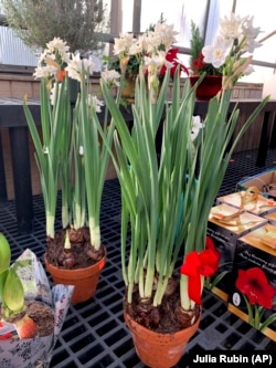 Paperwhites appear on display at a plant store in Larchmont, New York on December 5, 2022. (AP Photo/Julia Rubin)