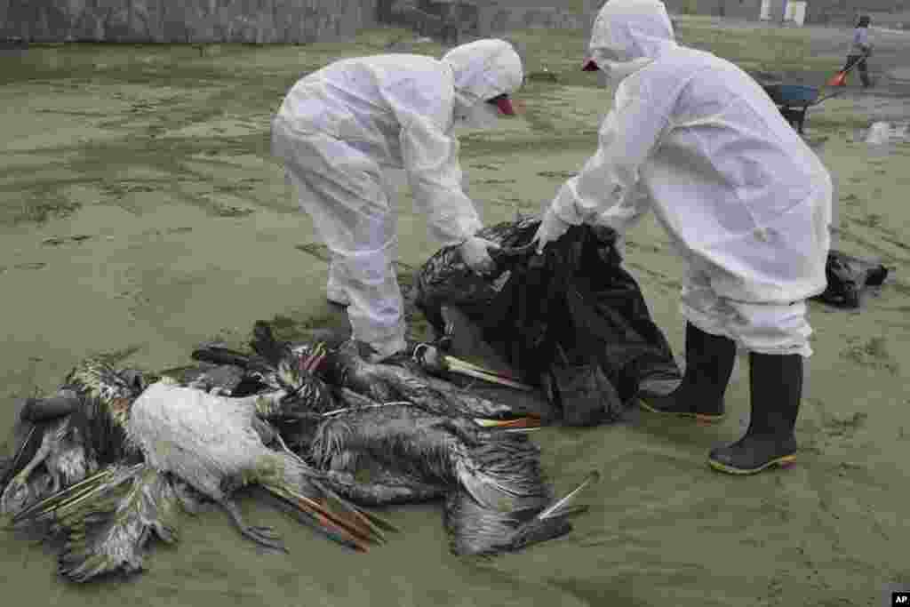 Para pekerja sedangan mengumpulkan bangkai pelikan yang mati di pantai Santa Maria di Lima, Peru. Setidaknya 13.000 burung di sepanjang Pasifik Peru telah mati pada bulan November akibat wabah flu burung, menurut The National Forest and Wildlife Service.