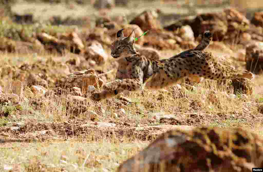 A female Iberian lynx, a feline in danger of extinction, named Solera is released with other four lynxes in Arana mountain range, in Iznalloz, near Granada, southern Spain.