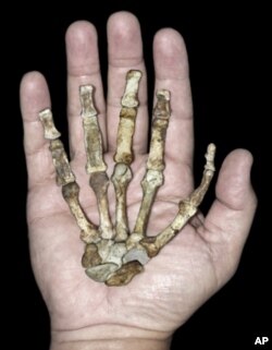 The right hand skeleton of the adult against that of a modern human hand, found largely complete.