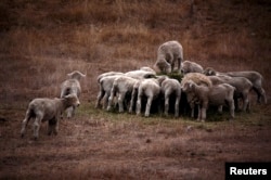 FILE - Sheep eat grain and hay in a drought-effected paddock on the outskirts of the New Zealand town of Blenheim, located in the south island's Marlborough district March 12, 2013. (REUTERS/David Gray)