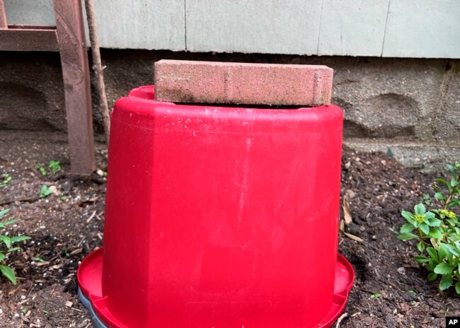 This May 2022 photo provided by Jessica Damiano shows a bucket held in place with a brick over a small blooming phlox plant -- a simple but effective method of protecting delicate flowers during summer storms. (Jessica Damiano via AP)