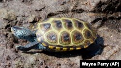 FILE: A turtle crawls through the mud after being released by a kindergarten student at the Wetlands Institute in Stone Harbor, New Jersey. Taken June 8, 2022