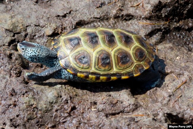 A turtle crawls through the mud after being released at the Wetlands Institute, June 8, 2022. (AP Photo/Wayne Parry)