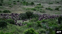 Les gnous traversent un maquis dans la réserve nationale du Masai Mara lorsqu'ils arrivent au Kenya depuis la Tanzanie lors du début de la spectaculaire migration annuelle le 17 juillet 2020. 
