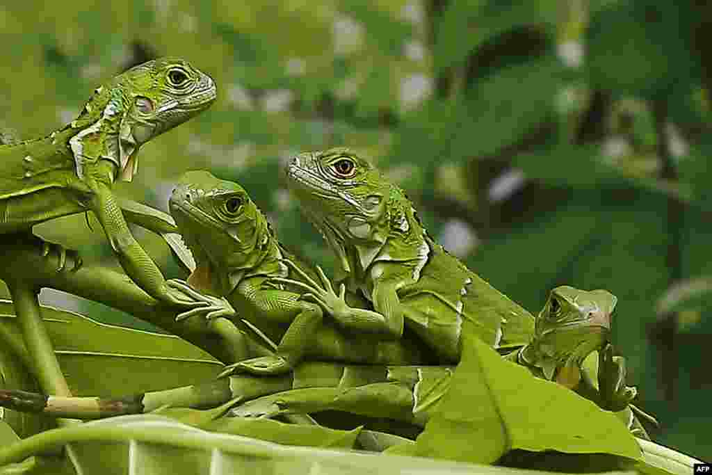 Newly hatched green iguanas rest on a branch in a terrarium at the Chennai Snake Park in Chennai, India.