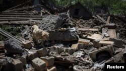A dog named Buddy is seen near his building destroyed by yesterday's Russian military strike where one local resident was killed and another wounded, in the town of Kostiantynivka, in Donetsk region, Ukraine, June 10, 2022.
