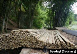 Jenis bambu yang dipakai untuk Spedagi adalah bambu petung yang cukup tebal dan memungkinkan untuk diolah sebagai suku cadang sepeda. (Photo: Spedagi)