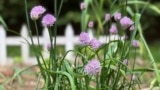 Chives, shown here, protect lettuce and roses from aphids. (Jessica Damiano via AP)
