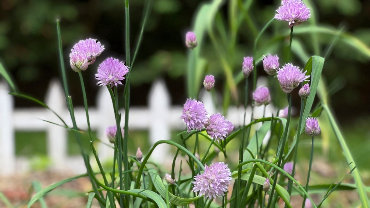 quiz-companion-planting-some-plants-grow-well-together-and-some-don-t