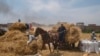 FILE - A horse cart driver transports wheat to a mill on a farm in the Nile Delta province of al-Sharqia, Egypt, May 11, 2022. Egypt is trying to increase its domestic wheat production as the Russian invasion of Ukraine has strained international supplies