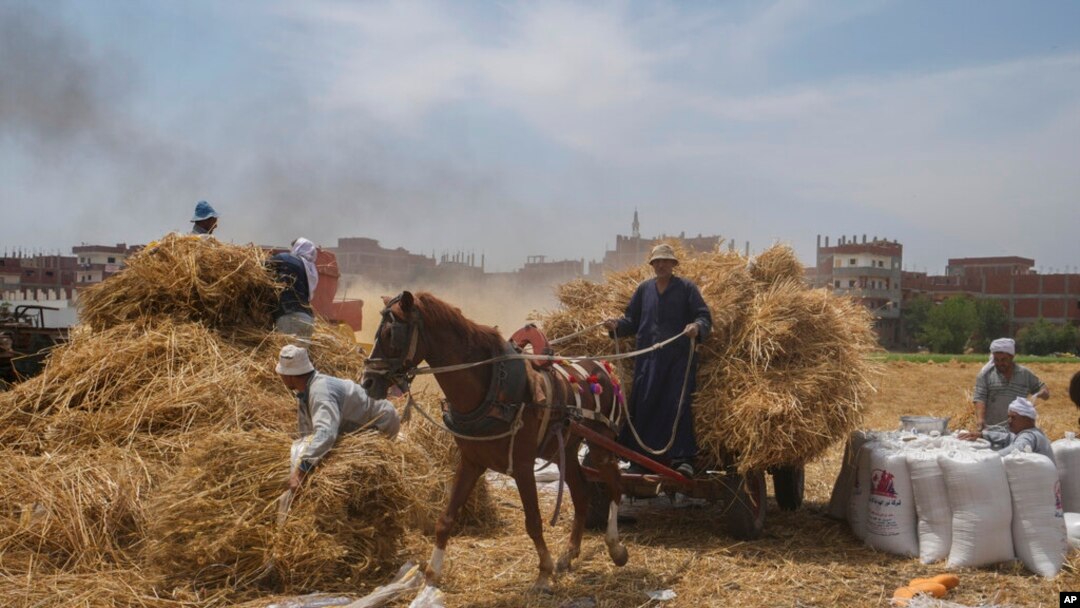 FILE - A horse cart driver transports wheat to a mill on a farm in the Nile Delta province of al-Sharqia, Egypt, May 11, 2022. Egypt is trying to increase its domestic wheat production as the Russian invasion of Ukraine has strained international supplies