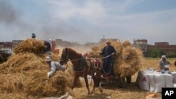 FILE - A horse cart driver transports wheat to a mill on a farm in the Nile Delta province of al-Sharqia, Egypt, May 11, 2022. Egypt is trying to increase its domestic wheat production as the Russian invasion of Ukraine has strained international supplies of the grain.