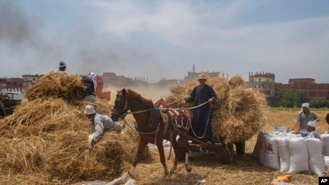 FILE - A horse cart driver transports wheat to a mill on a farm in the Nile Delta province of al-Sharqia, Egypt, May 11, 2022. Egypt is trying to increase its domestic wheat production as the Russian invasion of Ukraine has strained international supplies of the grain.