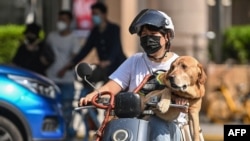 A woman rides a scooter with a dog in the Jing'an district of Shanghai on June 6, 2022, following the easing of COVID-19 restrictions in the city after a two-month lockdown. 