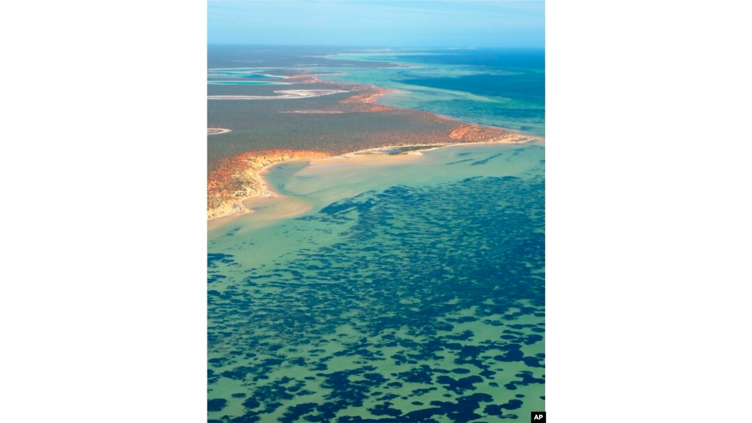 Bagian padang lamun Posidonia australis di Semenanjung Peron di Shark Bay Australia. (Angela Rossen/Universitas Australia Barat via AP)