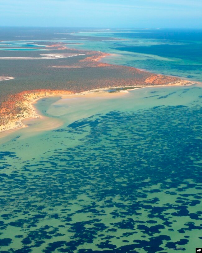 This October 2009 photo provided by The University Of Western Australia, shows part of the Posidonia australis seagrass meadow at Peron Peninsula in Australia's Shark Bay. (Angela Rossen/The University Of Western Australia via AP)