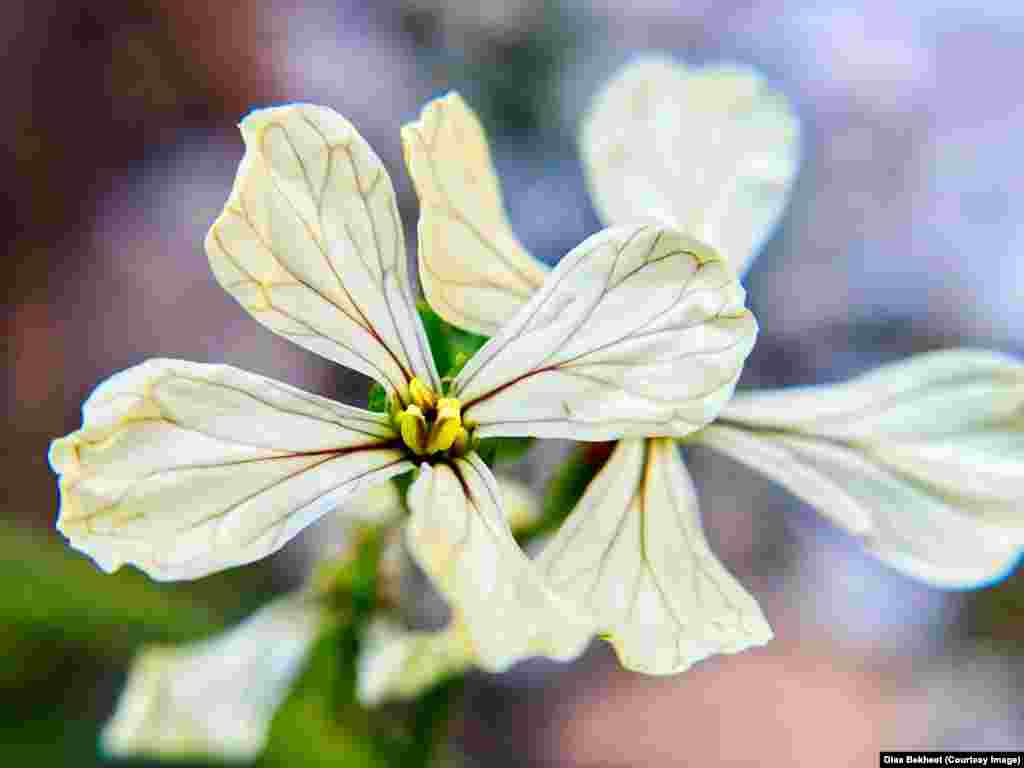 This image shows edible arugula flowers, Fairfax, Virginia.