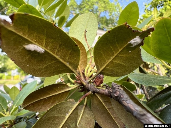 This June 2022 image by Jessica Damiano shows cottony azalea scale egg masses, a pest, on the undersides of a rhododendron's leaves, a plant, in Glen Head, New York. (Jessica Damiano via AP)