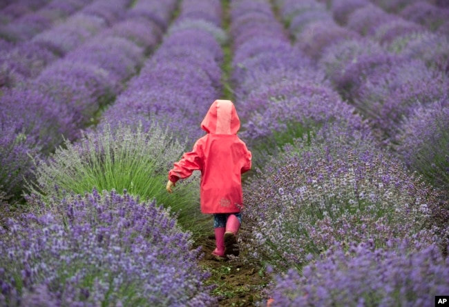 A child walks amongst lavender plants in Pilisborojeno, 15 kms north of Budapest, Hungary, June 9, 2018. (Balazs Mohai/MTI via AP0)