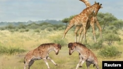 Intermale competitions involving members of the giraffe family are seen in an undated illustration. In the foreground, two males of the extinct species Discokeryx xiezhi are seen. (Wang Yu and Guo Xiaocong/Handout via REUTERS)