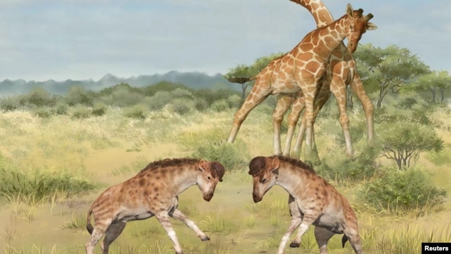 Intermale competitions involving members of the giraffe family are seen in an undated illustration. In the foreground, two males of the extinct species Discokeryx xiezhi are seen. (Wang Yu and Guo Xiaocong/Handout via REUTERS)