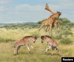 SCIENCE-GIRAFFE/