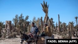 Deux agriculteurs sur une charrette dans l'oasis marocaine de Skoura, une zone rurale d'environ 40 kilomètres carrés, le 27 janvier 2020. (AFP/Fadel Senna)