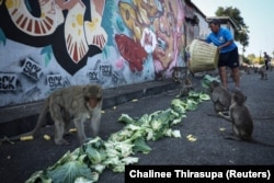 FILE - Sumalee Srichomphoo feeds long-tailed macaques with vegetables at a designated feeding area in Lopburi, Thailand, February 3, 2024. ( REUTERS/Chalinee Thirasupa)