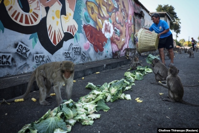 FILE - Sumalee Srichomphoo feeds long-tailed macaques with vegetables at a designated feeding area in Lopburi, Thailand, February 3, 2024. ( REUTERS/Chalinee Thirasupa)