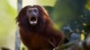 Khỉ đe dọa người dân tại Ấn Độ