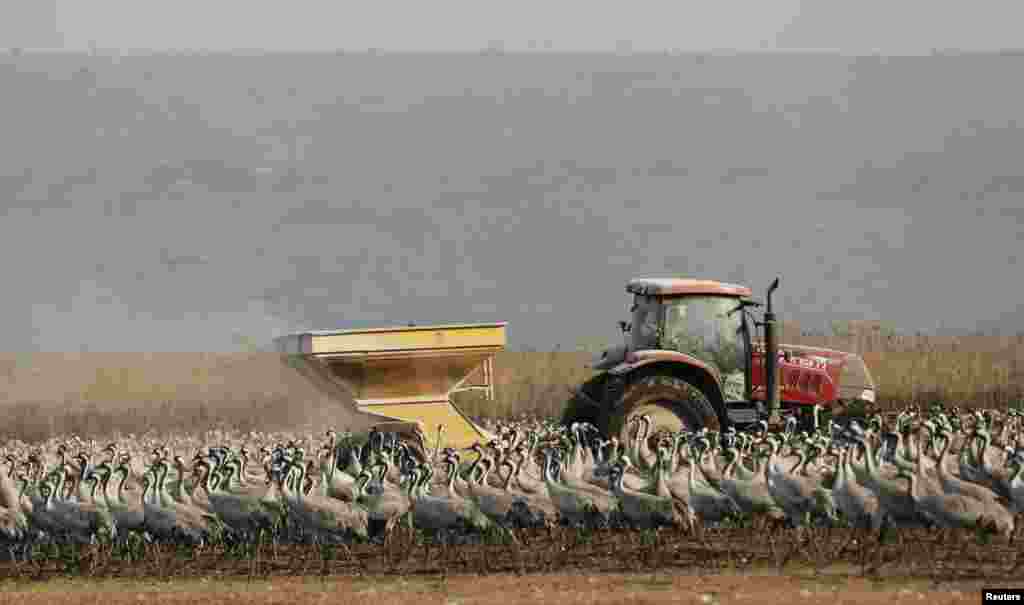 A tractor disperses food for cranes at the Hula Lake Ornithology and Nature Park in northern Israel.