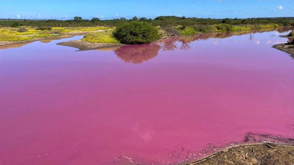 Body of Water in Hawaii Mysteriously Turns Bright Pink